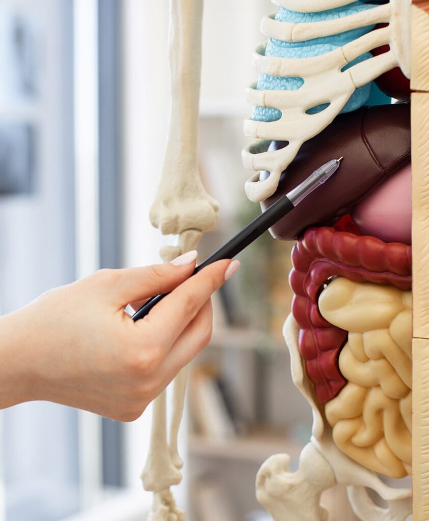 Doctor señala el hígado en un modelo anatómico utilizando un lapicero, ilustrando la explicación de su funcionamiento.